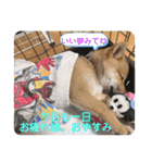 柴犬てっちゃんのスタンプ（個別スタンプ：23）