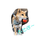 柴犬てっちゃんのスタンプ（個別スタンプ：24）