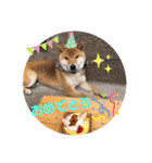 柴犬てっちゃんのスタンプ（個別スタンプ：27）