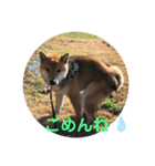 柴犬てっちゃんのスタンプ（個別スタンプ：29）