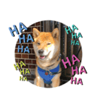 柴犬てっちゃんのスタンプ（個別スタンプ：30）