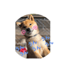柴犬てっちゃんのスタンプ（個別スタンプ：31）