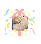 toy poodle’s Stamp world（個別スタンプ：2）