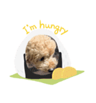 toy poodle’s Stamp world（個別スタンプ：3）