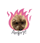 toy poodle’s Stamp world（個別スタンプ：4）