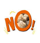 toy poodle’s Stamp world（個別スタンプ：5）