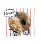 toy poodle’s Stamp world（個別スタンプ：7）