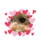 toy poodle’s Stamp world（個別スタンプ：8）
