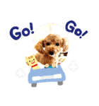 toy poodle’s Stamp world（個別スタンプ：10）