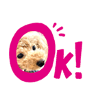 toy poodle’s Stamp world（個別スタンプ：11）