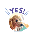 toy poodle’s Stamp world（個別スタンプ：13）