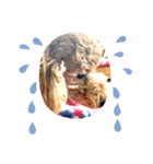 toy poodle’s Stamp world（個別スタンプ：15）
