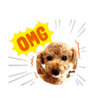 toy poodle’s Stamp world（個別スタンプ：16）