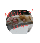 Rinchan0605（個別スタンプ：8）