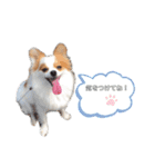 ✳︎✳︎✳︎ぽめちわスタンプ（個別スタンプ：14）