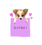 ✳︎✳︎✳︎ぽめちわスタンプ（個別スタンプ：19）