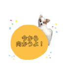 ✳︎✳︎✳︎ぽめちわスタンプ（個別スタンプ：20）
