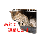 ベンガル フィーゴとアンドリュー2（個別スタンプ：12）