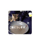 ベンガル フィーゴとアンドリュー2（個別スタンプ：24）