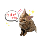 ベンガル フィーゴとアンドリュー2（個別スタンプ：27）