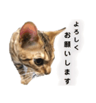 ベンガル フィーゴとアンドリュー2（個別スタンプ：32）