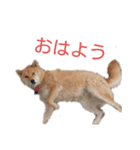 ウチのペットたち（個別スタンプ：1）