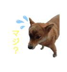 ウチのペットたち（個別スタンプ：7）