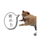 ウチのペットたち（個別スタンプ：8）