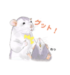ファンシーラットNo1（個別スタンプ：40）