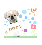 ペキニーズのらぷ（個別スタンプ：1）