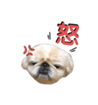 ペキニーズのらぷ（個別スタンプ：3）