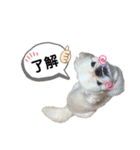 ペキニーズのらぷ（個別スタンプ：4）