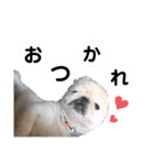 ペキニーズのらぷ（個別スタンプ：11）