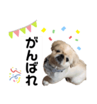 ペキニーズのらぷ（個別スタンプ：12）