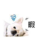ペキニーズのらぷ（個別スタンプ：14）