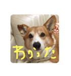 ロッキー❤︎❤︎❤︎（個別スタンプ：4）