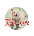 ロッキー❤︎❤︎❤︎（個別スタンプ：7）