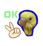 インコのMAXくん7（個別スタンプ：1）