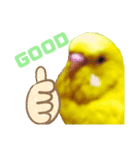 インコのMAXくん7（個別スタンプ：2）