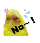 インコのMAXくん7（個別スタンプ：3）