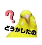 インコのMAXくん7（個別スタンプ：4）