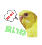 インコのMAXくん7（個別スタンプ：5）