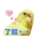 インコのMAXくん7（個別スタンプ：6）