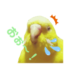 インコのMAXくん7（個別スタンプ：7）
