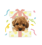看板犬クッキー2（個別スタンプ：1）