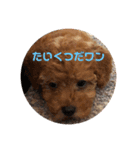 看板犬クッキー2（個別スタンプ：2）