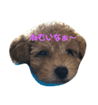 看板犬クッキー2（個別スタンプ：4）