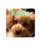 看板犬クッキー2（個別スタンプ：5）