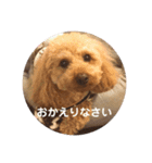 看板犬クッキー2（個別スタンプ：8）