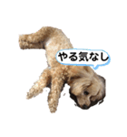 看板犬クッキー2（個別スタンプ：10）